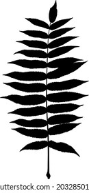 big black leaf from a tree