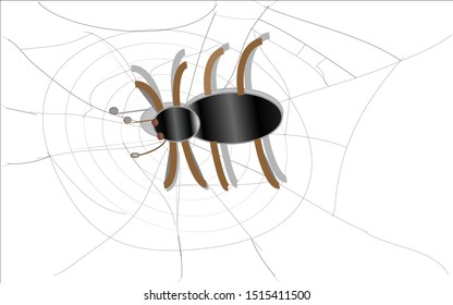 A big black spider perched on a cobweb. It looked scary.