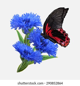 big black tropical butterfly sitting on a blue cornflower