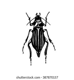 Big black and white beetle bug sketch.