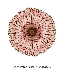 Big blooming Gerbera flower. Hand drawn illustration vector. Vector realistic black and white hand-drawn image sketch of Gerber Daisy flower.
