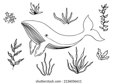 Big blue whale and algae. Coloring. 