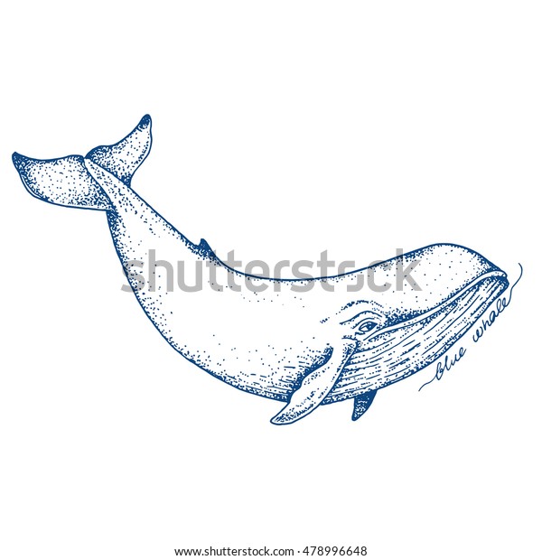 Big blue whale - vector hand drawn\
illustration. Huge swimming aquatic mammal ink\
sketch