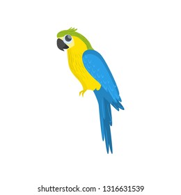 Big blue and yellow sitting parrot isolated on white background. Side view