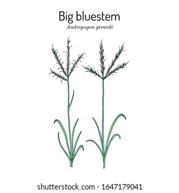 Big bluestem (Andropogon gerardi), prairie grass, state grass of Illinois and Missouri. Hand drawn botanical vector illustration