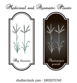 Big bluestem (Andropogon gerardi), prairie grass, state grass of Illinois and Missouri. Hand drawn botanical vector illustration