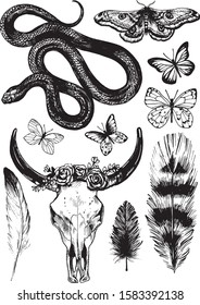 Big boho set. Skull of a cow, butterflies, poisonous snake and feathers. Vector illustration.