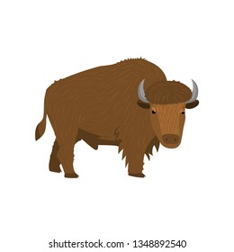 Big brown american bison standing at white background looking at viewer