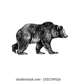 
Big brown bear or Grizzly. Hand drawn vector illustration. Vintage image of a wild animal.