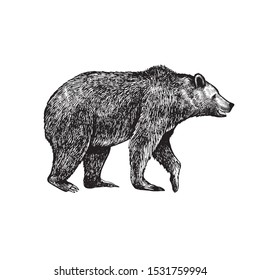 
Big brown bear or Grizzly. Hand drawn vector illustration. Vintage image of a wild animal.