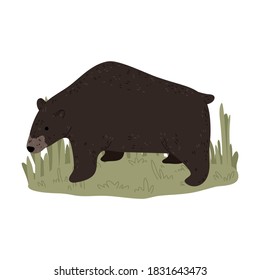 Big brown bear looking at hunter during hunting on nature