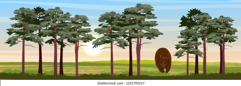 Big brown bear in the meadow near the pine forest. Wild animals of Europe and America. Realistic Vector Landscape