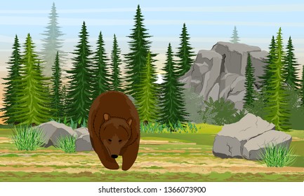Big brown bear in the meadow. Spruce forest, stones and mountains, grass. The nature of Europe and America. Ursus arctos. Realistic summer vector landscape