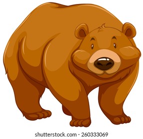 Big brown bear on a white background