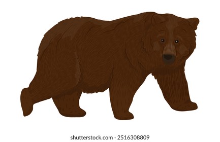 The big brown bear. Realistic Vector Animals