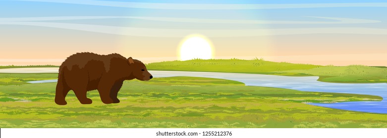 Big Brown Bear walks through the meadow to the river. Wild animals of Europe and America. Realistic Vector Landscape