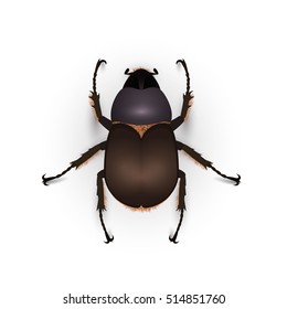 Big brown beetle on a white background. Vector illustration of a insect