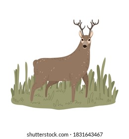 Big brown deer looking at hunter during hunting on nature