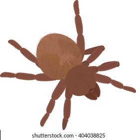 Big brown fluffy spider Tarantula isolated on white