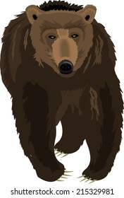 Big brown grizzly  bear