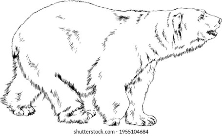 big brown grizzly bear drawn in ink by hand