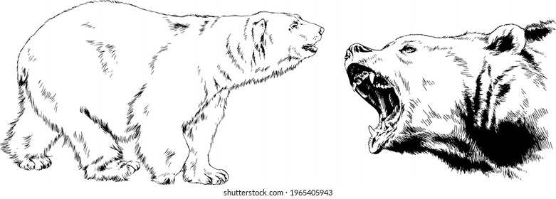 big brown grizzly bear drawn in ink by hand