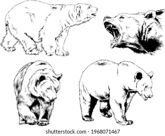 big brown grizzly bear drawn in ink by hand