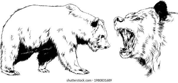 big brown grizzly bear drawn in ink by hand