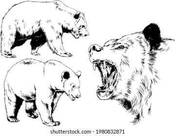 big brown grizzly bear drawn in ink by hand