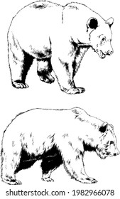 big brown grizzly bear drawn in ink by hand