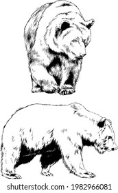 big brown grizzly bear drawn in ink by hand