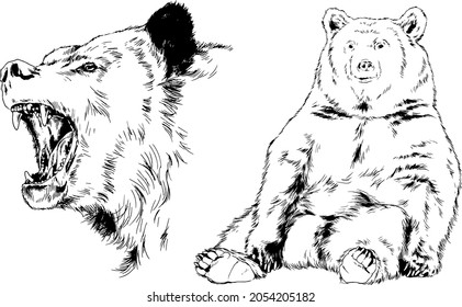 big brown grizzly bear drawn in ink by hand