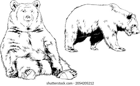 big brown grizzly bear drawn in ink by hand
