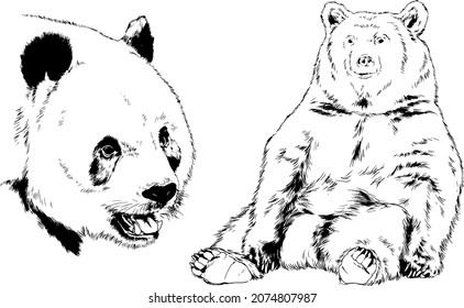 big brown grizzly bear drawn in ink by hand