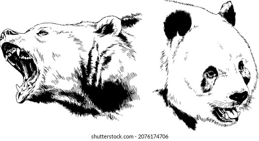big brown grizzly bear drawn in ink by hand