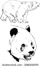 big brown grizzly bear drawn in ink by hand