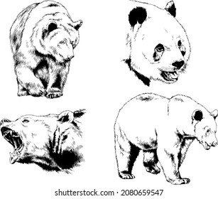 big brown grizzly bear drawn in ink by hand