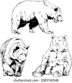 big brown grizzly bear drawn in ink by hand