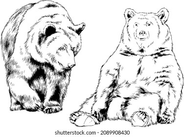 big brown grizzly bear drawn in ink by hand