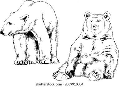 big brown grizzly bear drawn in ink by hand