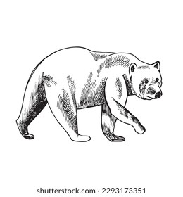 big brown grizzly bear drawn in ink by hand