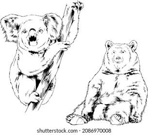 big brown grizzly bear and koala drawn in ink by hand