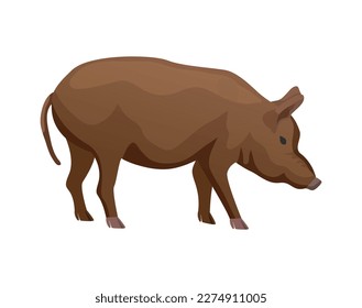 Big brown pig breed flat vector illustration