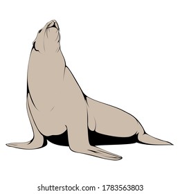 Big Brown Seal Aquatic sea Animal