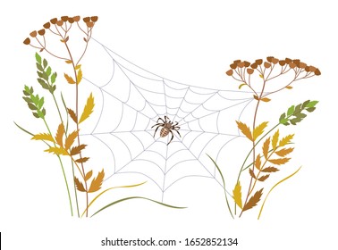 Big brown spider sitting on web between two plant stems. Simple spiderweb on dried plants isolated on white background. Natural composition with cobweb and autumn wildflower. Vector flat illustration.