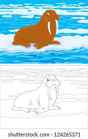 Big brown walrus lying on ice in a polar sea