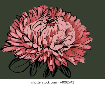 big bud chrysanthemum