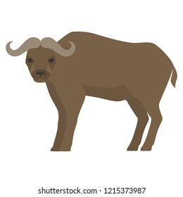 Big buffalo animal. Wild bull from America or Canada nature. Isolated flat vector illustration