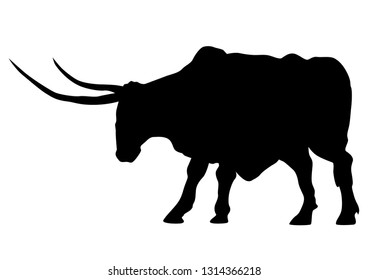 Big bull with long horns on a white background