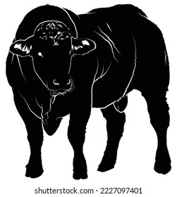 big Bull with no Horn symbol of the year, hand-drawn for logos and tattoos, Realastic Bull Silhouette Black and white vector 